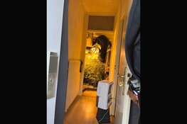 Hennepkwekerij aangetroffen in woning in Hoorn