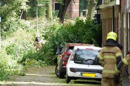 Woningen ontruimd in Enkhuizen vanwege vallende bomen