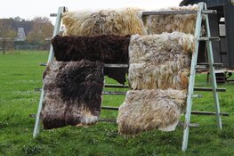 100 % Wol: alles over wol in het Rundveemuseum op 16 juli