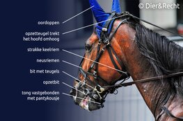 Drafrace in Enkhuizen: geen feest voor paarden