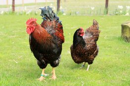 Kippenmiddag in het Rundveemuseum