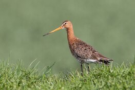 Gun dieren de rust om hun jongen groot te brengen: broedseizoen aangebroken