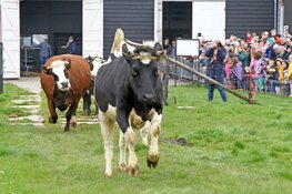 Rundveemuseum opent met weidegang op zondag 14 april