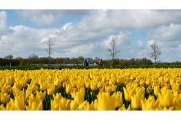 De Bloemendagen – De kop van Noord-Holland in bloei!