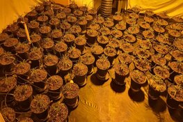 Hennepkwekerij ontmanteld in Andijk