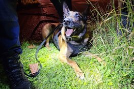 Politiehond Appie vindt armband