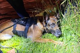 Politiehond Appie vindt armband