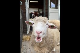 Dierendag bij Hertenkamp Enkhuizen