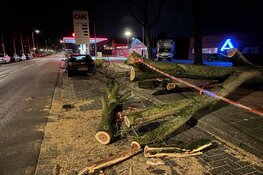 Boom op auto op Randweg in Medemblik