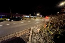 Boom op auto op Randweg in Medemblik