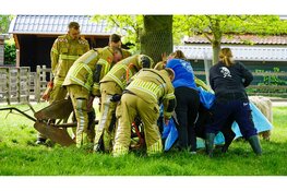Brandweer in actie op kinderboerderij om vastzittend stiertje te redden