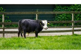 Brandweer in actie op kinderboerderij om vastzittend stiertje te redden