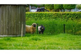 Brandweer in actie op kinderboerderij om vastzittend stiertje te redden