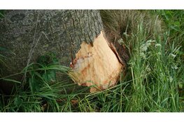 Auto komt thuis, maar zonder boottrailer: de trailer ligt in de sloot bij Berkhout