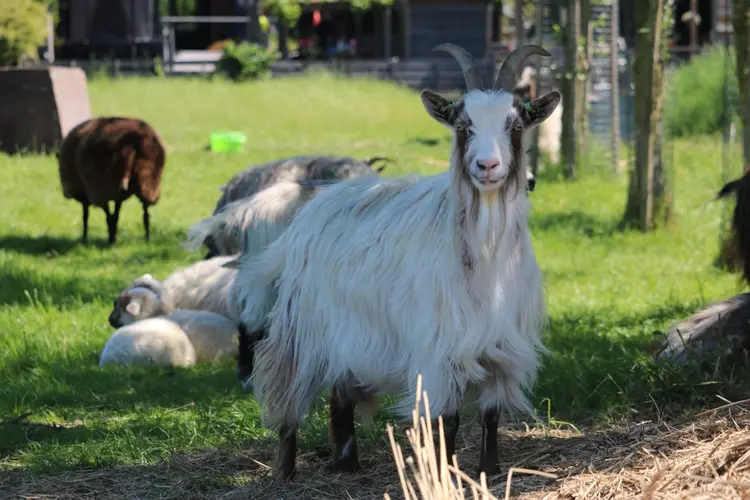 SPRING! bij MAK Blokweer