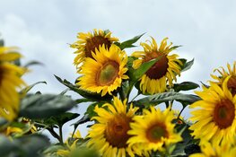 Juli eindigt met licht wisselvallig zomerweer