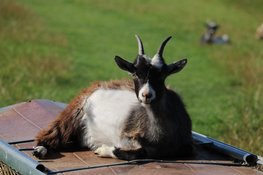 Heb jij vandaag al een geit geknuffeld?