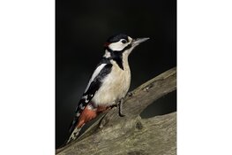 Vogelcursus bij Hertenkamp Enkhuizen