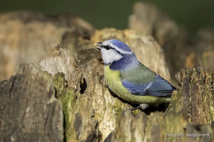Vogelcursus bij Hertenkamp Enkhuizen