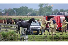 Brandweer redt paard uit water Berkhout