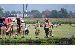Brandweer redt paard uit water Berkhout