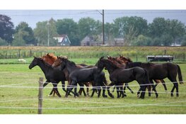 Brandweer redt paard uit water Berkhout