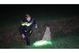 Schaap gewond na aanrijding met auto