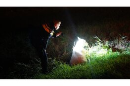 Schaap gewond na aanrijding met auto