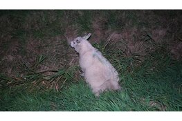 Schaap gewond na aanrijding met auto