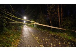 Scooterrijder rijdt tegen omgevallen boom en raakt gewond