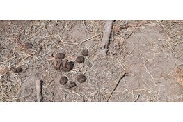 Poeplekker bij MAK Blokweer