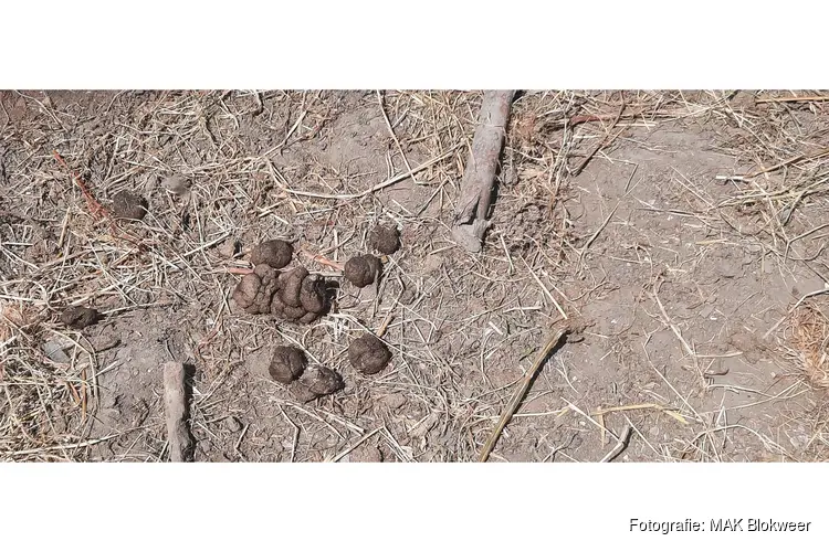 Poeplekker bij MAK Blokweer