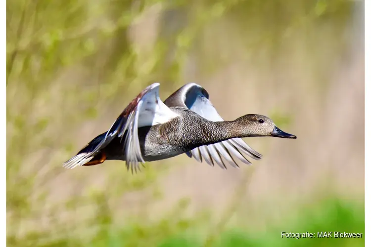 Vogellezing bij MAK Blokweer