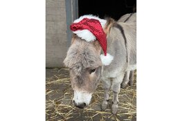 Kerstvakantie bij Hertenkamp Enkhuizen