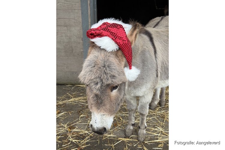 Kerstvakantie bij Hertenkamp Enkhuizen