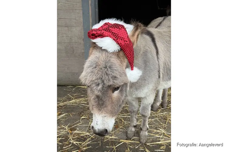 Kerstvakantie bij Hertenkamp Enkhuizen