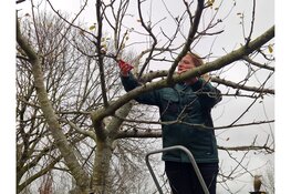 Workshop hoogstam fruitbomen snoeien bij MAK Blokweer