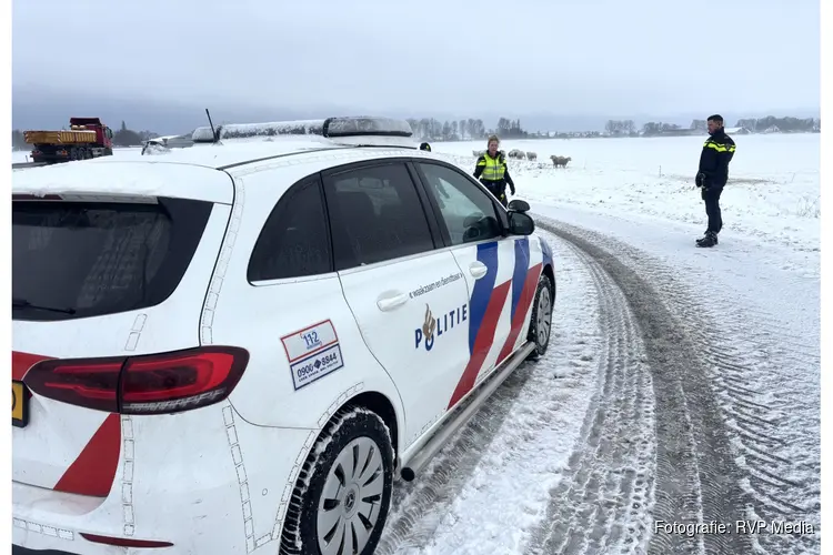 Ontsnapte schapen op de Westfrisiaweg, politie moet hulp bieden