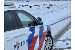 Ontsnapte schapen op de Westfrisiaweg, politie moet hulp bieden