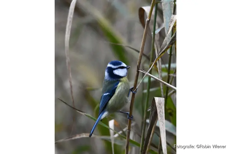Lezing over wintervogels: wintergasten, standvogels en lange vogelreizen