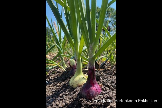 Oefentuinen bij de Schooltuinen