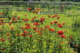 Oefentuinen bij de Schooltuinen