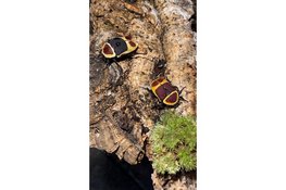 ‘Kevers enzo’ bij MAK Blokweer