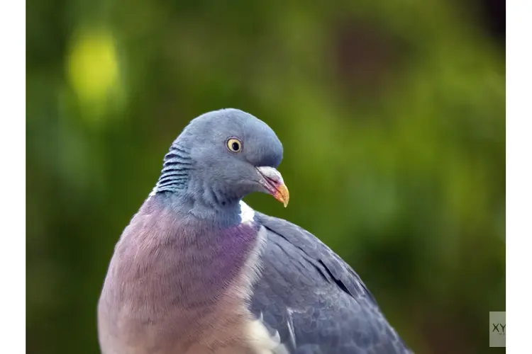 Houtduiven: agrariërs in Noord-Holland kunnen weer actief schade bestrijden