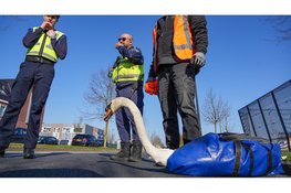 De brandweer en dierenambulance zijn vanmorgen opgeroepen voor een dier in nood aan de Strip in Zwaag