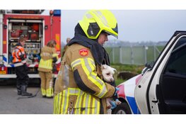 Scootmobiel te water in Midwoud, hondjes gered