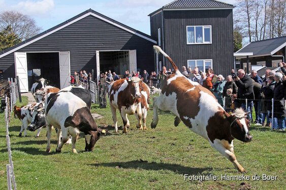 Dansende koeien openen het Rundveemuseum op 19 april