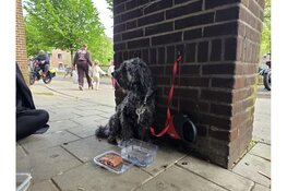Hondje uren lang vergeten buiten bij supermarkt in Hoorn