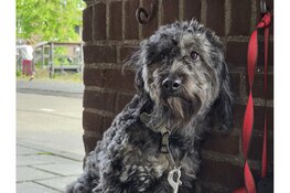 Hondje uren lang vergeten buiten bij supermarkt in Hoorn