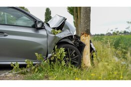 Automobiliste botst tegen boom in Abbekerk